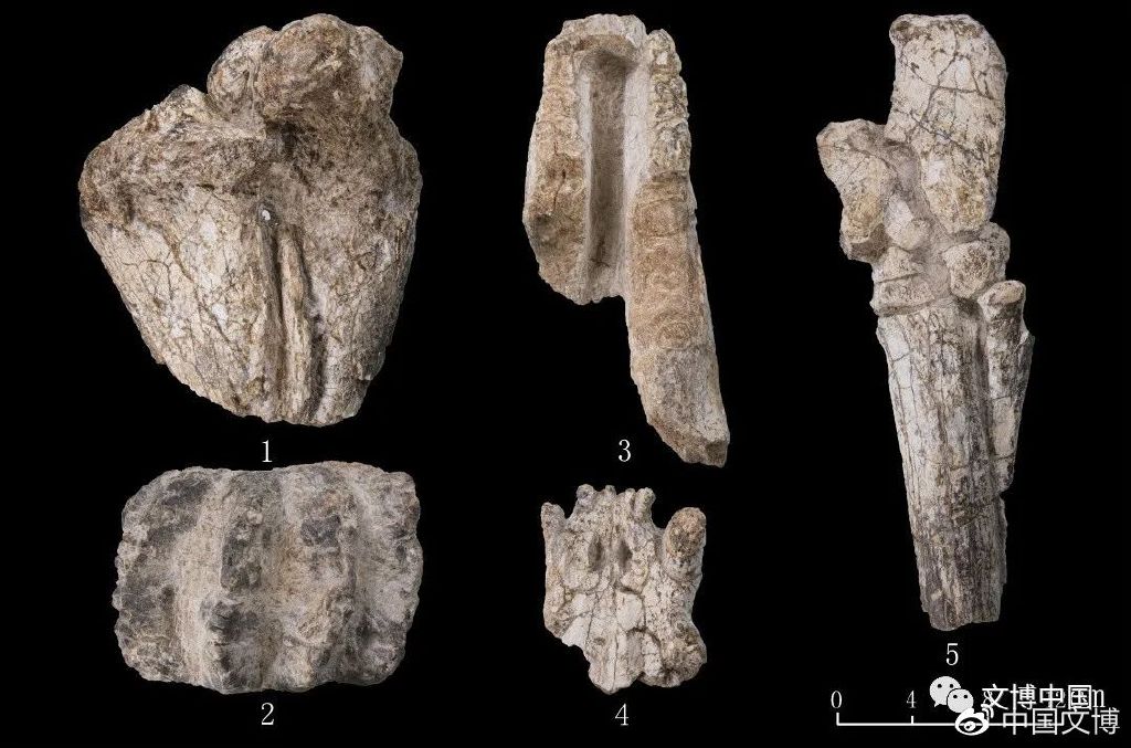 图8  B区出土动物化石 1肢骨2剑齿象臼齿3貘下颌骨4虎上颌5跗骨